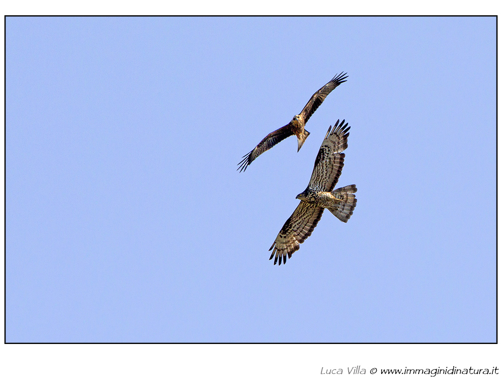 Falco pecchiaiolo - Pernis apivorus